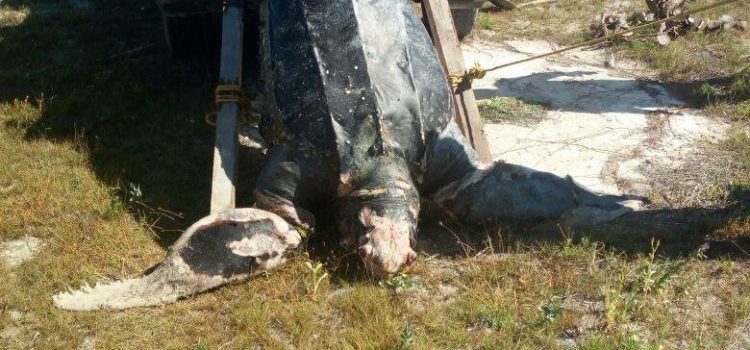 Recala en Progreso una tortuga muerta