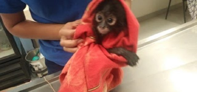 PROFEPA asegura ejemplar de mono araña en restaurante de Mérida