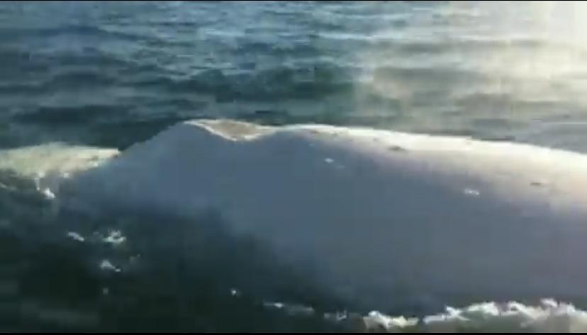 Captan La Belleza De Una Ballena Jorobada Albina Con Acento