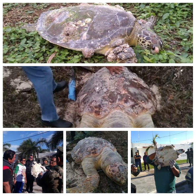 Photo of Rescatan a dos tortugas en Progreso