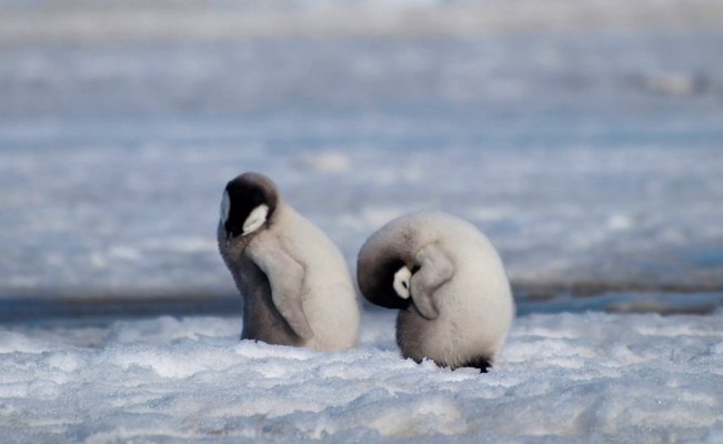 Photo of Cambio climático acabó con casi todas las crías de pingüinos emperador