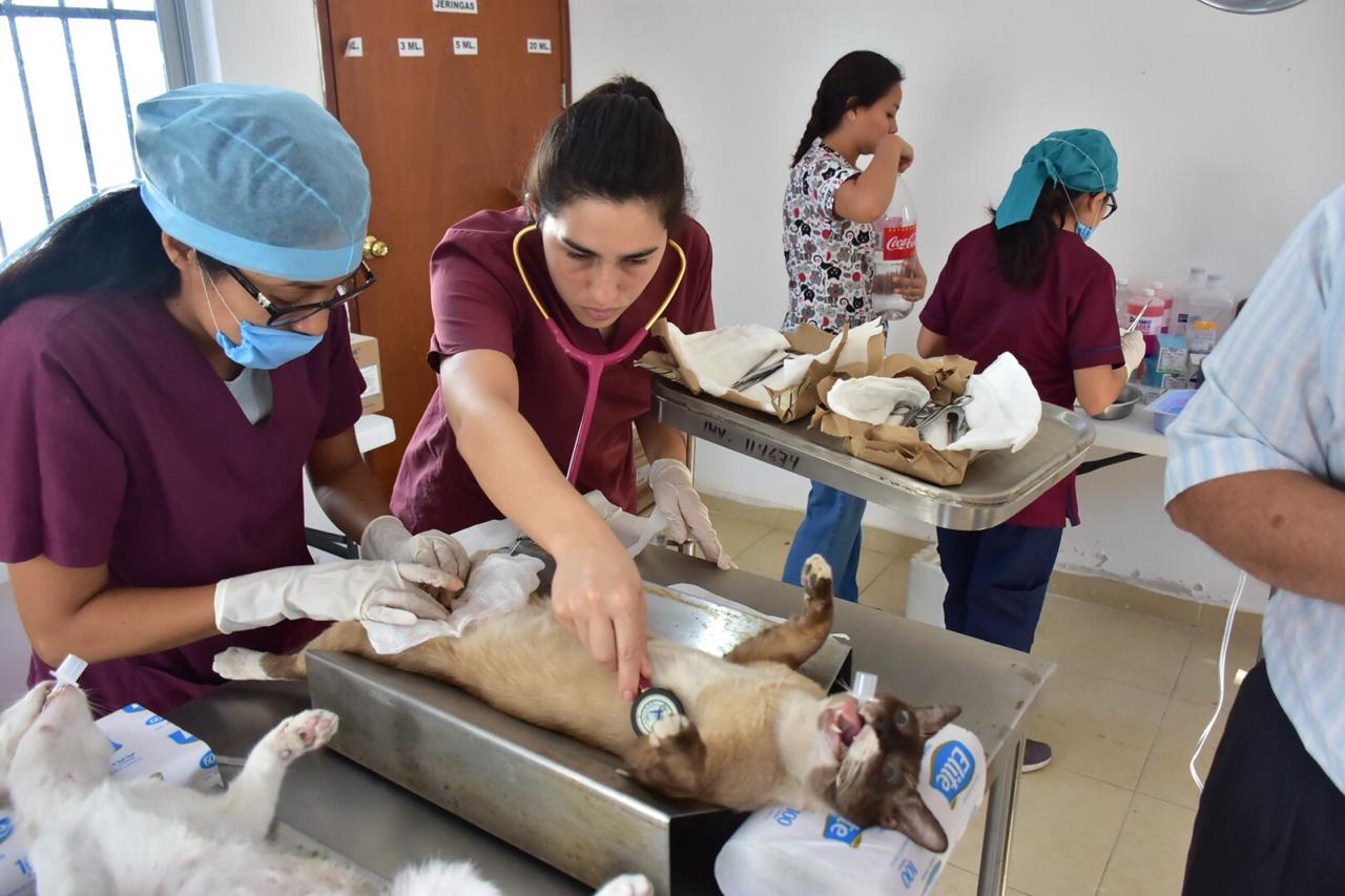 Photo of Ayuntamiento de Mérida ofrece vacuna antirrábica gratuita para perros y gatos de forma permanente