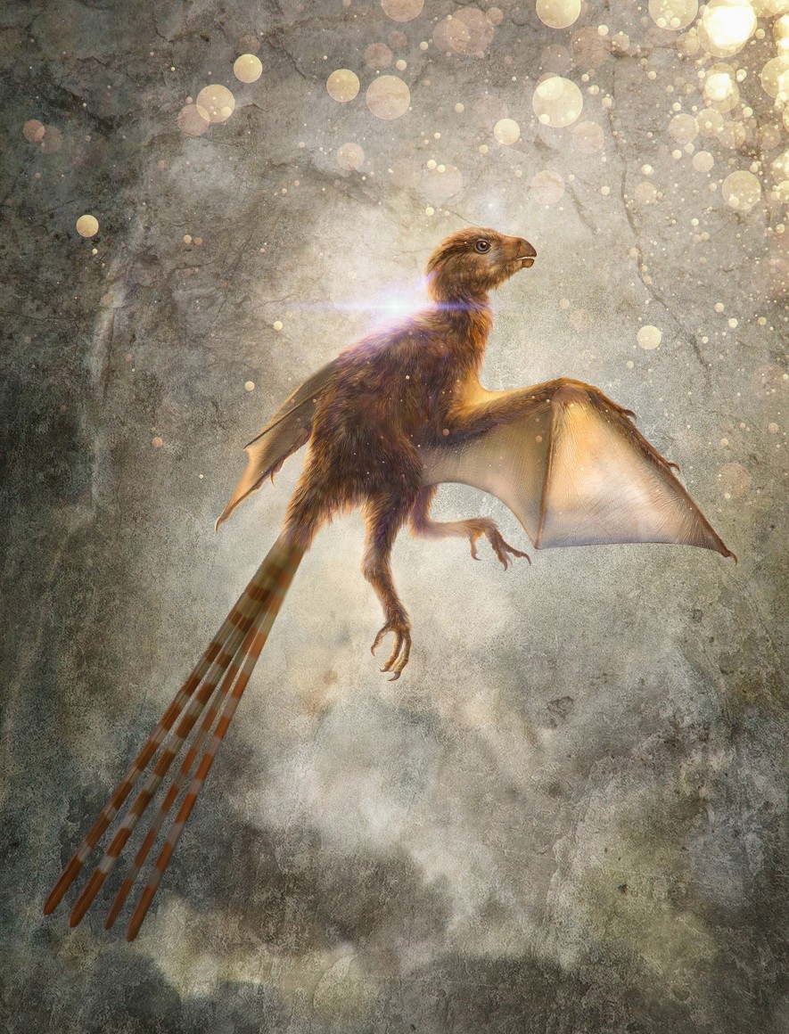 Photo of Descubren una nueva especie de dinosaurio con alas de murciélago