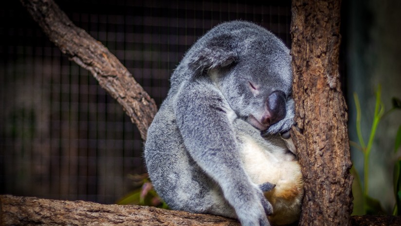 Photo of Una ONG anuncia que los koalas están ya «funcionalmente extintos»