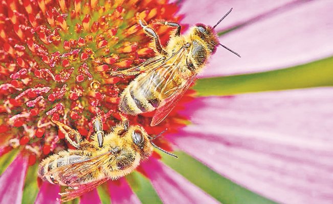 Photo of Advierten sobre extinción de especies de abejas en México