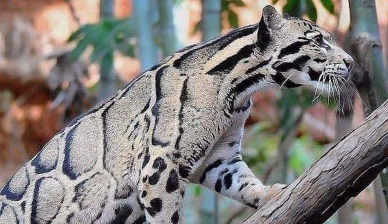 Photo of Reaparece leopardo nublado después de 30 años