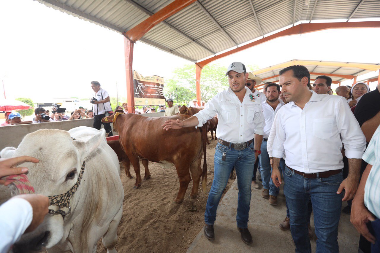 Photo of Pone en marcha el Gobernador Mauricio Vila Dosal el programa “Veterinario en tu rancho”