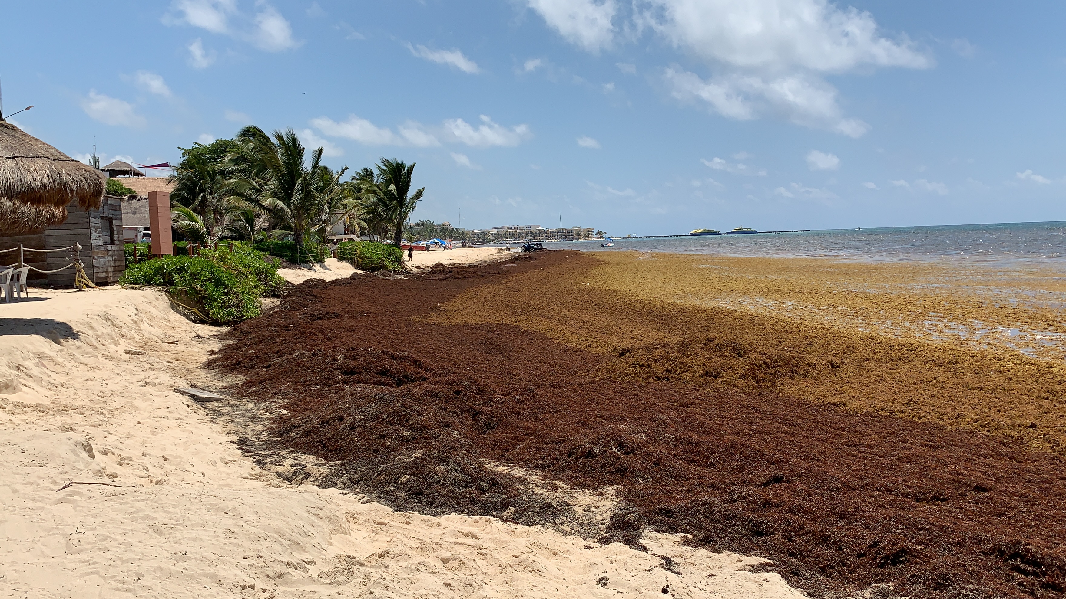 Photo of Llegaría en los próximos días una mancha de sargazo a las costas de Yucatán