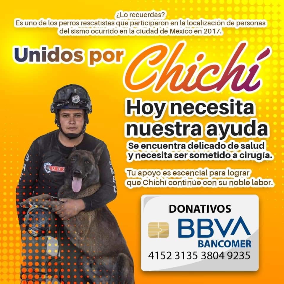 Photo of ‘Chichí’, perro que rescató a personas tras el sismo, necesita ayuda