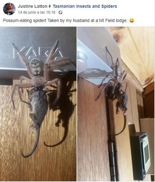 Photo of Una araña gigante devora una zarigüeya y se hace viral en Facebook