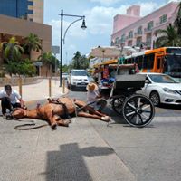 Photo of Veterinarios de la Uady diagnostican heridas leves al caballo calesero que se accidentó
