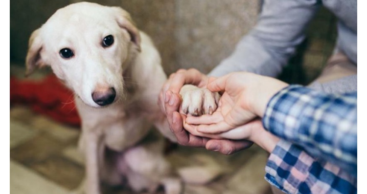 Photo of Perros participarán en estudio de efectividad de vacuna contra el cáncer canino