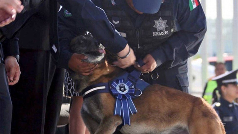 Photo of Retiran a 28 oficiales caninos y alistan su adopción