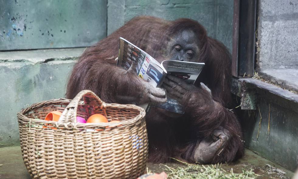 Photo of ‘Sandra’, la orangutana que se convirtió en ‘persona’