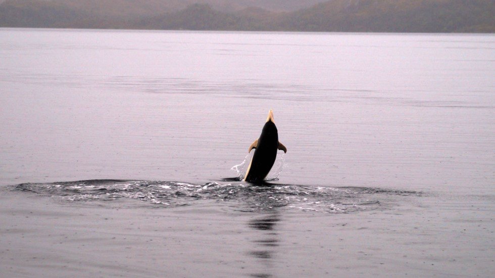 Photo of Avistan por primera vez delfines lisos en el extremo austral de Chile