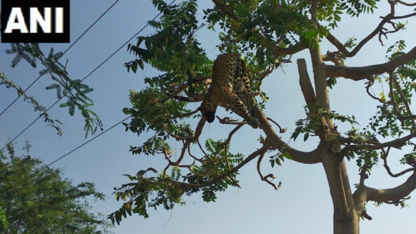 Photo of Un leopardo cae sobre cables de alta tensión y muere electrocutado mientras estaba cazando