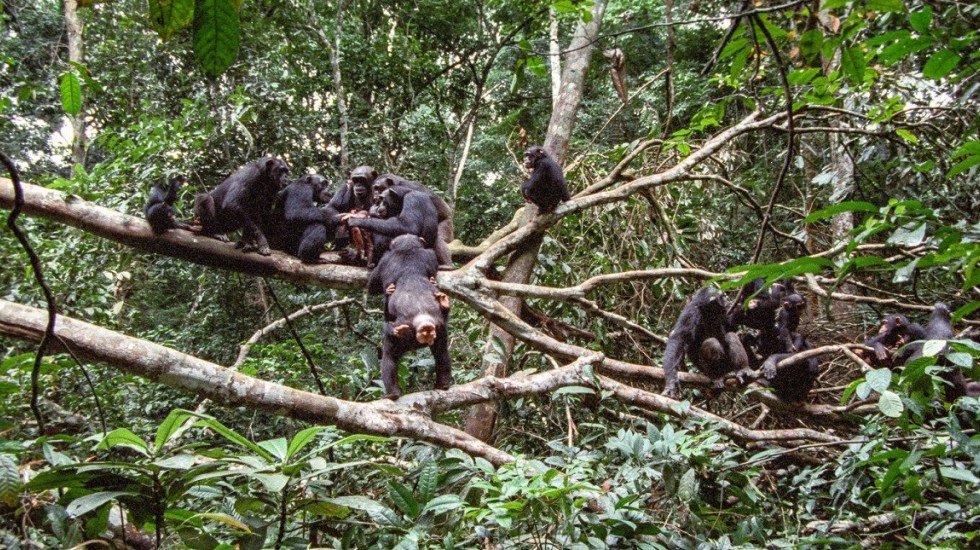 Photo of Primatólogos critican que deforestación y caza aislen a chimpancés