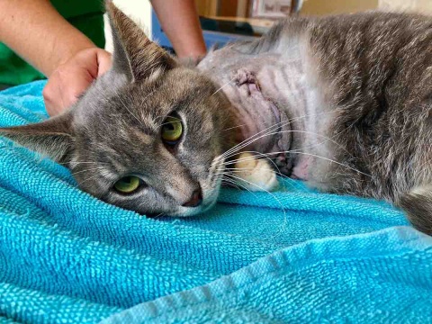 Photo of Amputan pata a gatito; le amarraron pirotecnia en el cuerpo