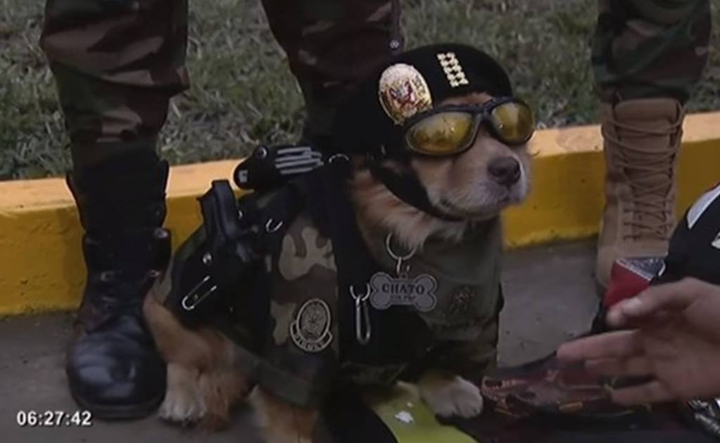 Photo of «Chato», el agente canino que modeló con pistola y esposas en desfile militar de Perú