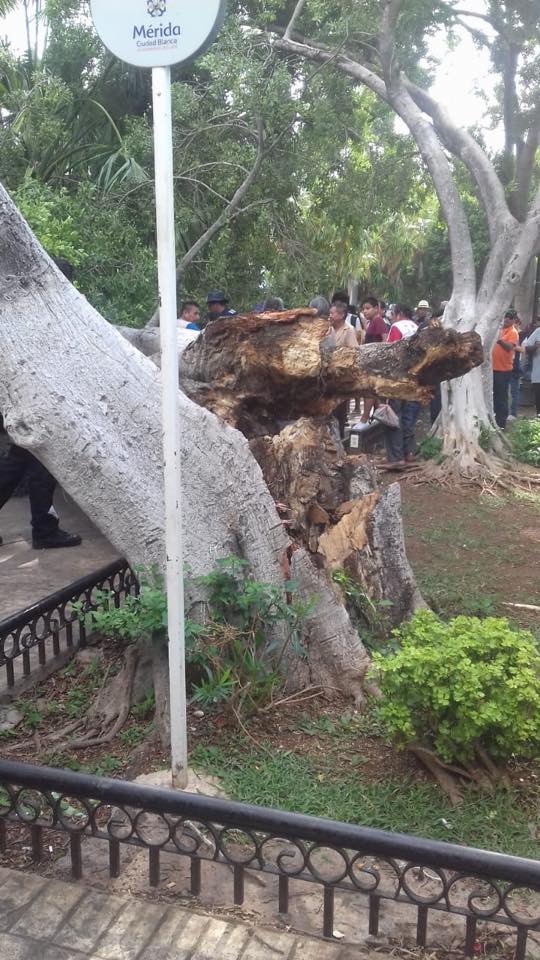 Photo of Retiran árbol caído en la Plaza Grande de Mérida