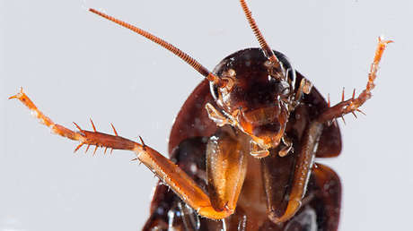 Photo of Estudio advierte que las cucarachas se están volviendo «imposibles de matar» con insecticidas