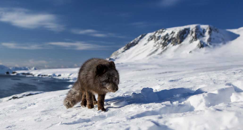 Photo of Zorro camina desde Noruega hasta Canadá en 76 días
