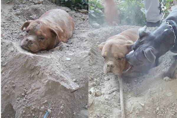 Photo of Atena la perrita que enterraron viva y sobrevivió
