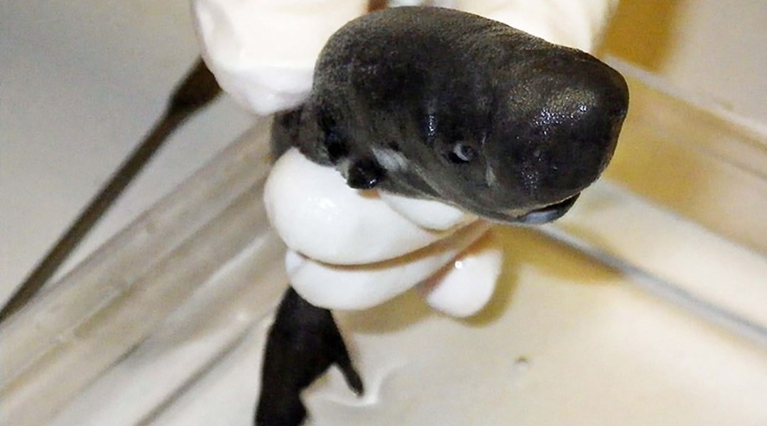 Photo of Clasifican nueva especie de tiburón hallado en México que brilla en la oscuridad