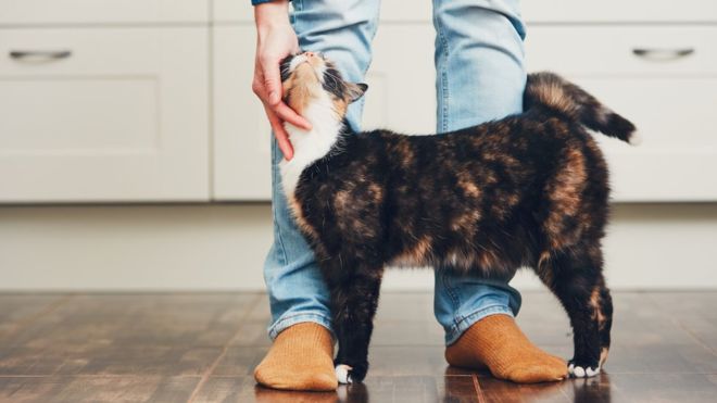 Photo of Cómo acariciar a un gato, según la ciencia