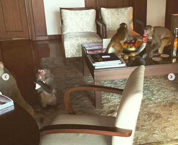 Photo of Monos roban a Emilia Clarke y Rose Leslie durante vacaciones en la India