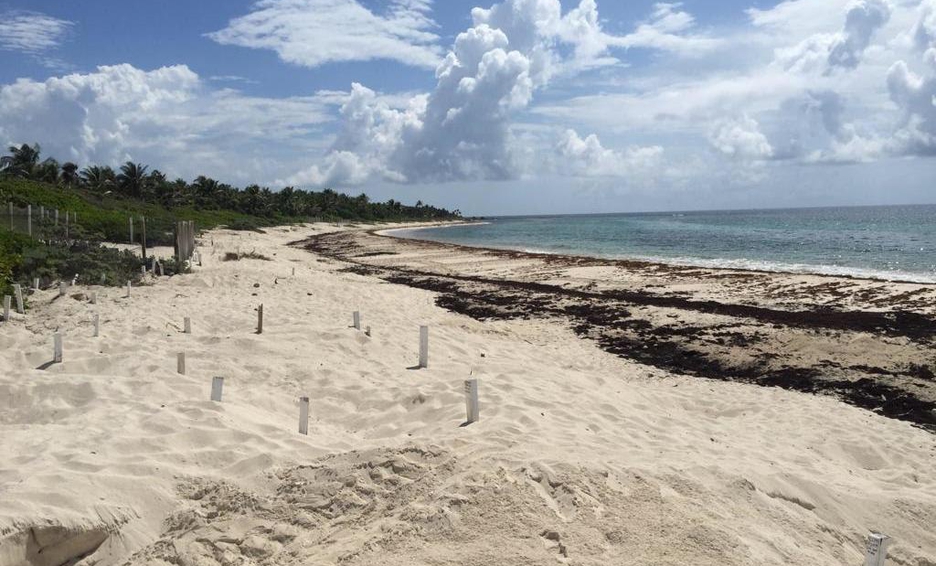Photo of Niegan muerte  masiva de tortugas  debido al zargazo en Quintana Roo