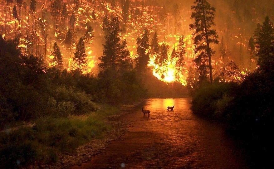 Photo of Bolsonaro culpa a las ONG por incendio que arrasa al Amazonas