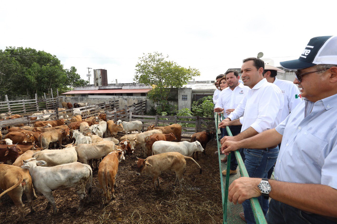 Photo of El Gobernador Mauricio Vila continúa apoyando a los productores ganaderos de Yucatán