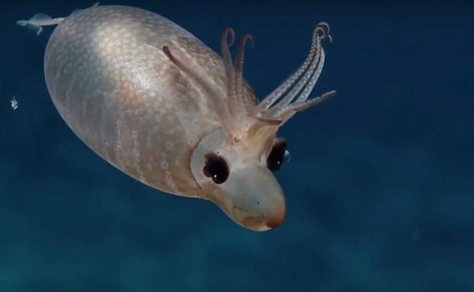 Photo of “¿Qué eres?” “¡¿Qué es eso?!”: un calamar lechón a 1500 metros de profundidad