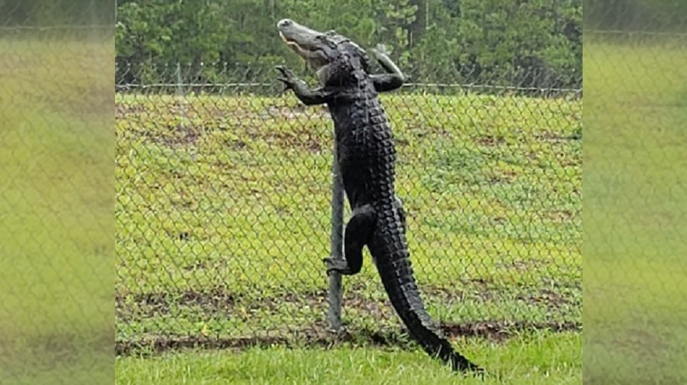 Photo of Enorme cocodrilo salta valla en Florida