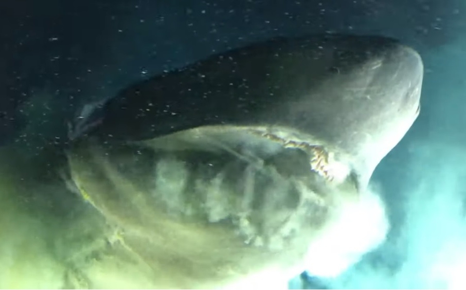 Photo of Captan especie de tiburón más antigua nadando en el Golfo de México