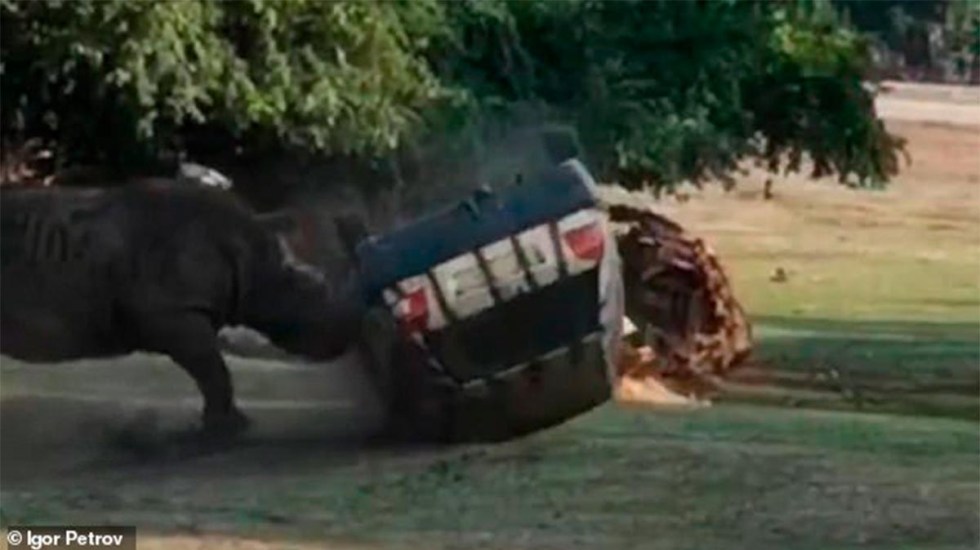 Photo of Rinoceronte ataca y vuelca automóvil en safari de Alemania