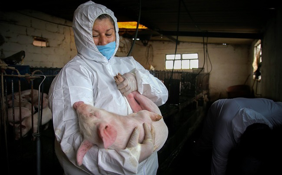 Photo of Elevan medidas zoosaniarias para proteger a México de la peste porcina