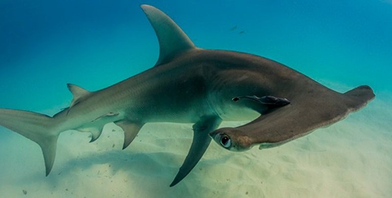 Photo of Los superpoderes del tiburón martillo