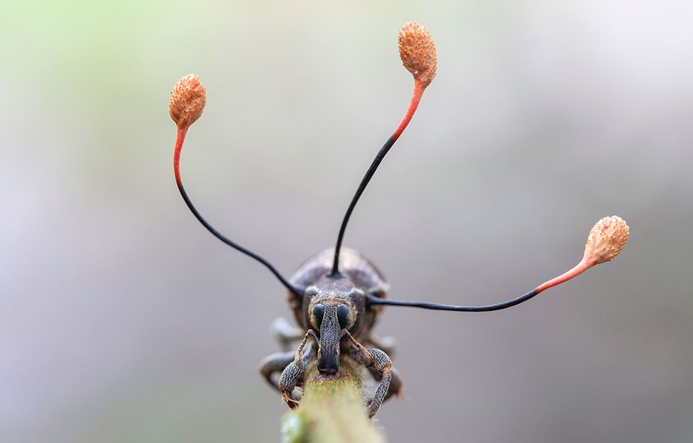 Photo of La espectacular imagen de un «hongo zombi» que toma el control absoluto de un escarabajo en Perú