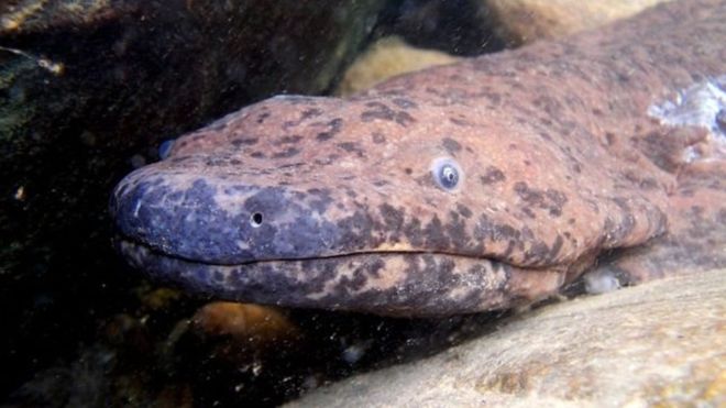 Photo of El «anfibio más grande del planeta» fue descubierto en un museo