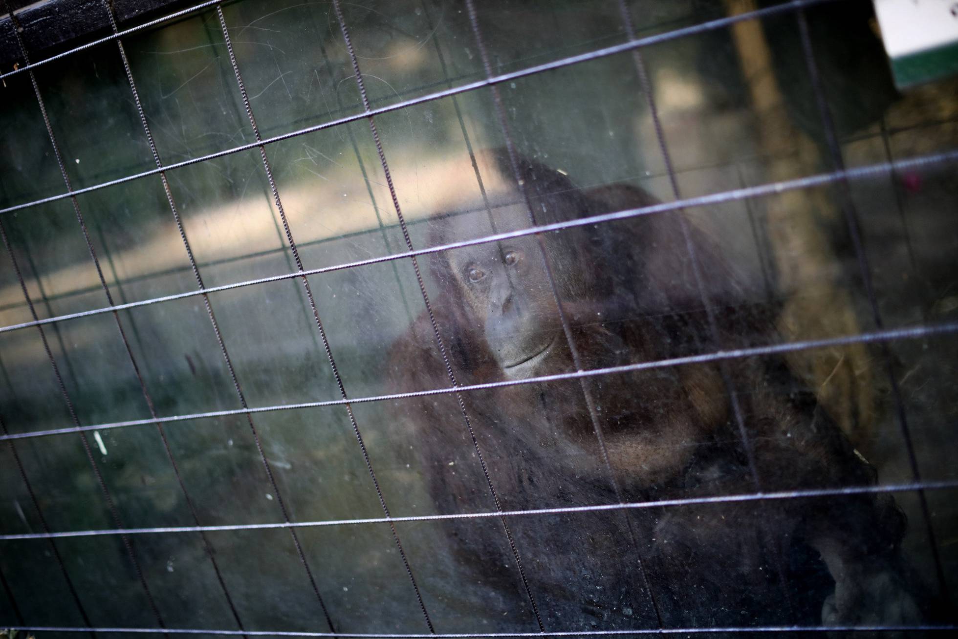 Photo of ‘Sandra’, la orangutana reconocida como “ser sintiente” por la Justicia, deja su zoo para vivir en un santuario