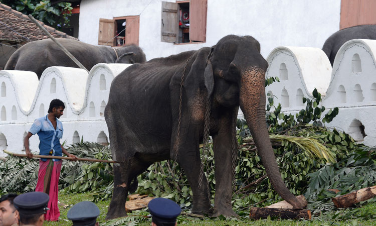 Photo of Muere Tikiri, elefanta esquelética que vivía en Sri Lanka