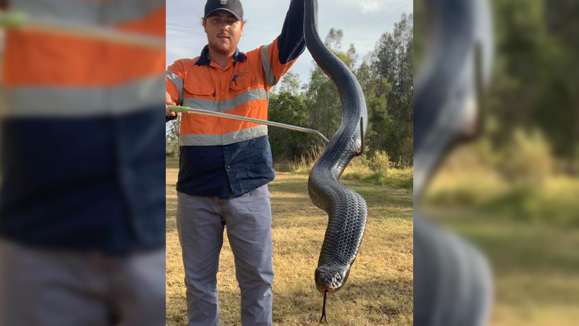 Photo of Captura una serpiente de casi 2 metros y «bien alimentada» en Australia