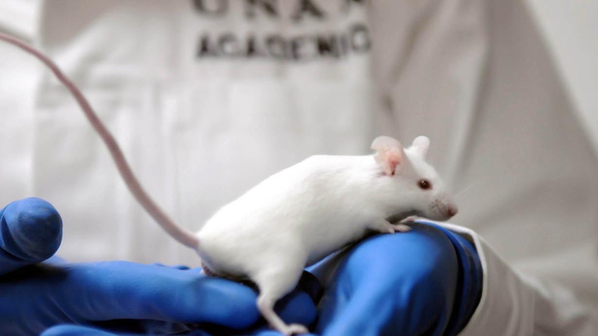 Photo of ¿Por qué se utilizan ratones en los laboratorios?