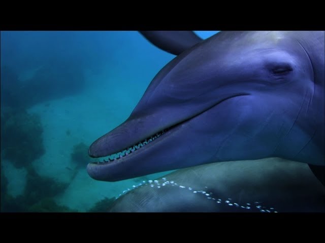 Photo of Delfines se ‘drogán’ con un pez globo
