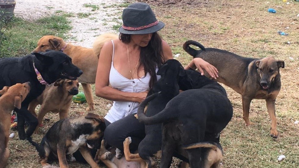 Photo of Mujer da asilo a 97 perros en su casa por huracán Dorian