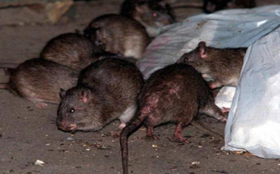 Photo of Buscan acabar con las ratas mediante una trampa que las ahoga en alcohol