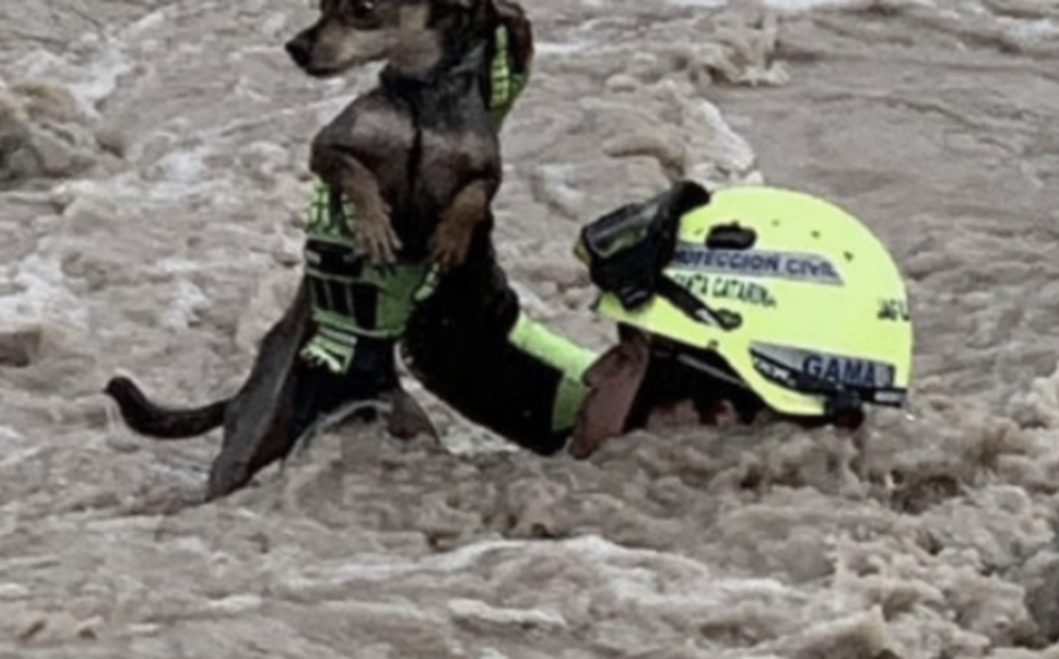 Photo of Rescatan a perro arrastrado por la corriente a causa de Fernand en la sierra de La Huasteca