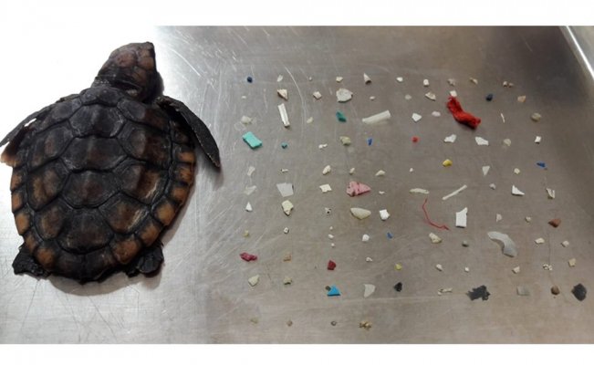Photo of Muere tortuga bebé; tenía 104 piezas de plástico en su interior